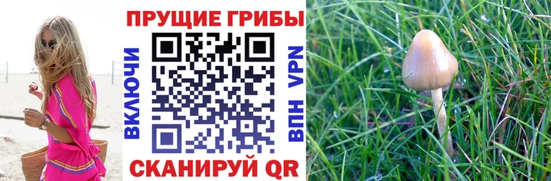 Галлюциногенные грибы Psilocybe  Черемхово 